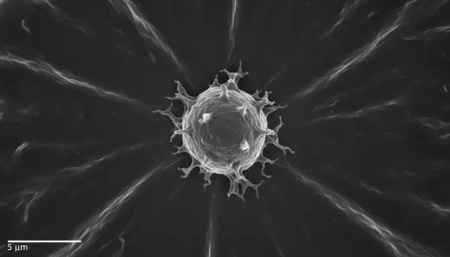 Electron Microscope Extreme Macro look sample - Scientific Imaging - contemporary