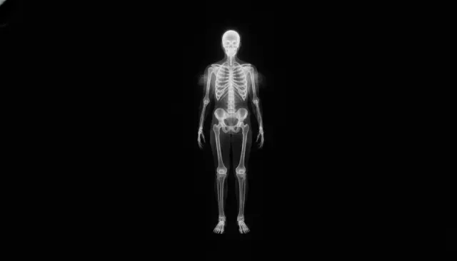 X-Ray Anatomy Translucent look sample - Scientific Imaging - contemporary